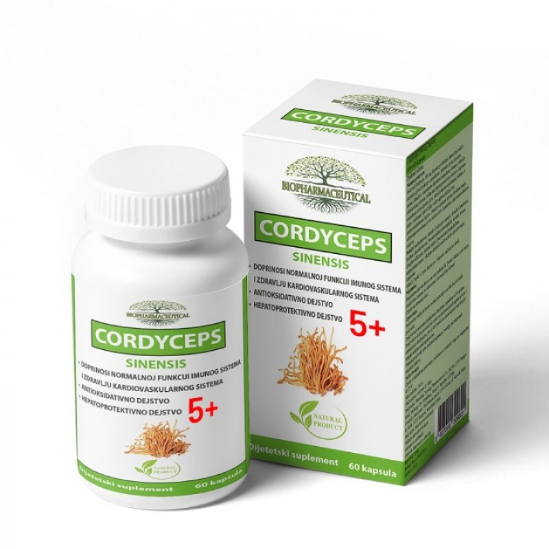 CORDYCEPS SINENSIS KAPS A60